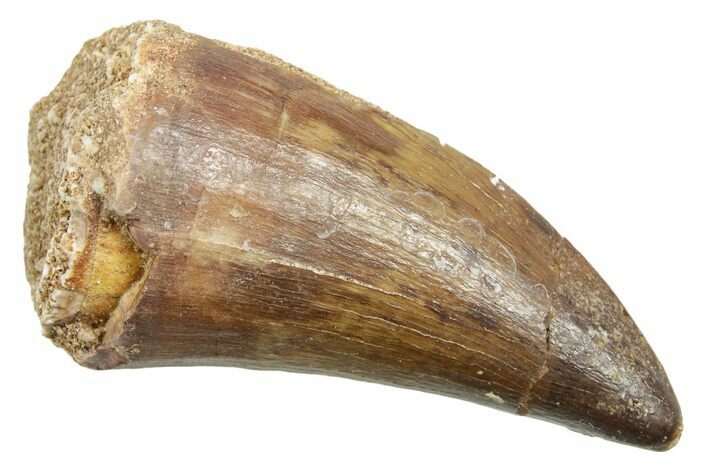 Fossil Prognathodontid Mosasaur Tooth - Morocco #364071